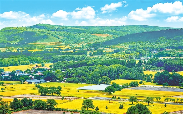 Grain Buds brings golden harvest to Xuchang