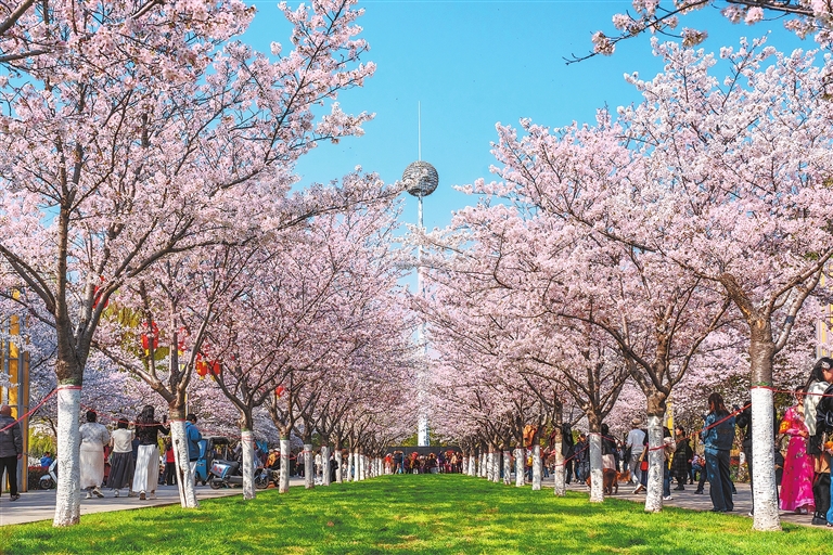 Residents flock to view the blossoms