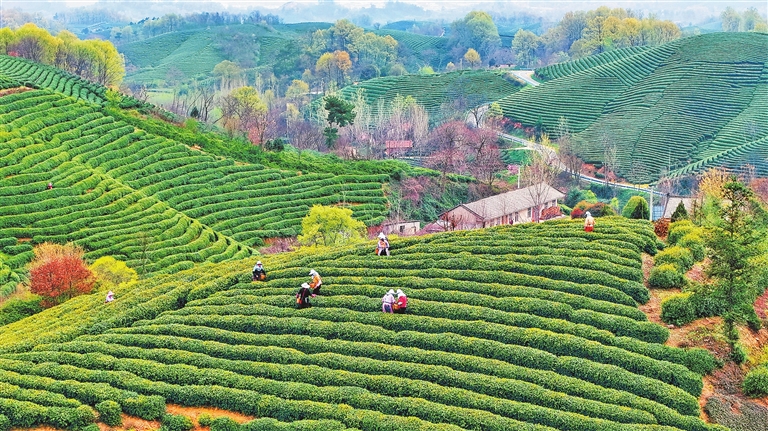 Xinyang Maojian tea enters harvesting season