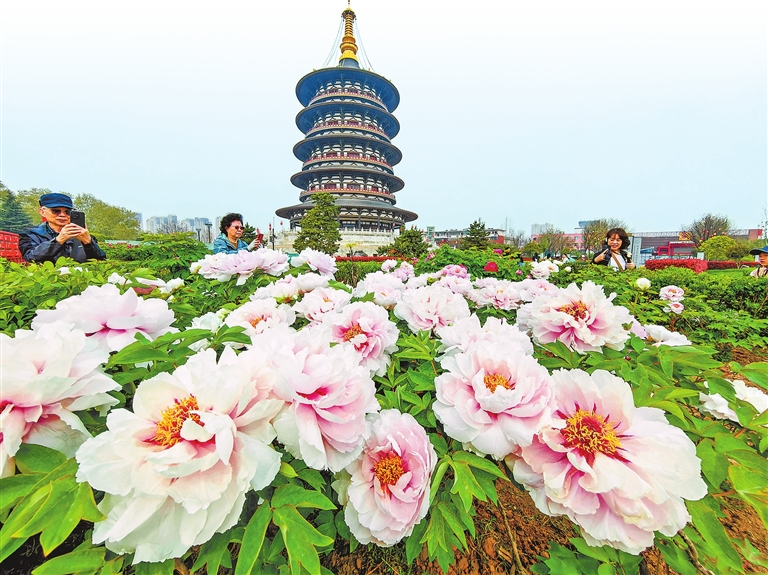 Blooming peonies in Luoyang