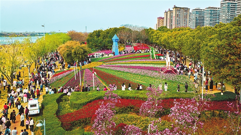 Nanyang's tulips in full bloom