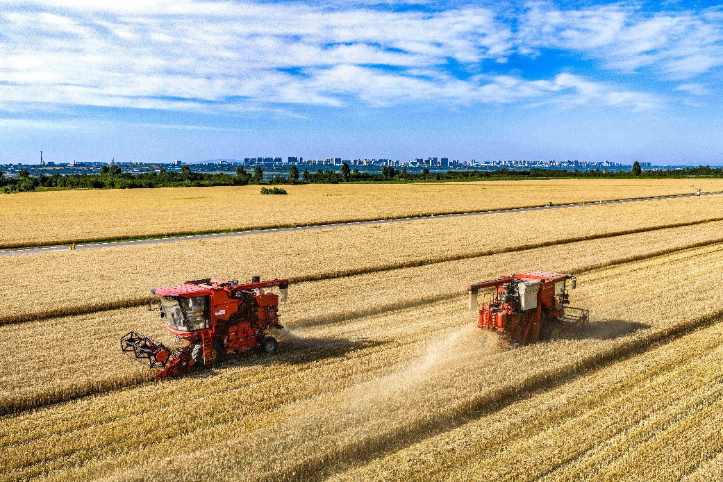 China's winter wheat harvest progresses swiftly despite rain threat
