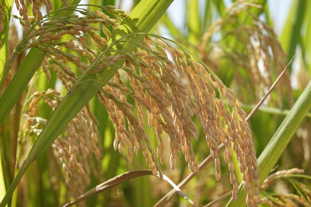 China focuses on high-value agri exports