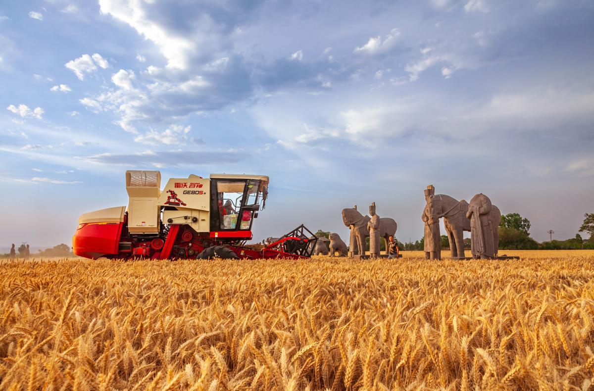 'Guardians of wheat fields' draw crowds to Henan's Song Mausoleums