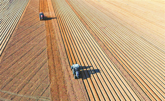 Summer sowing wraps up in Henan