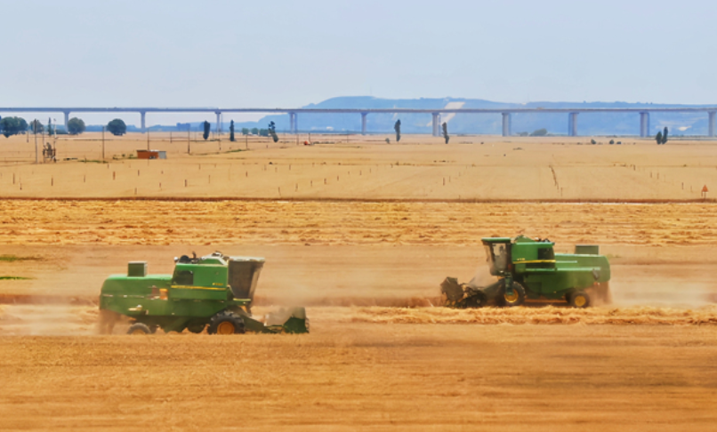 Henan's wheat feeds a supply chain