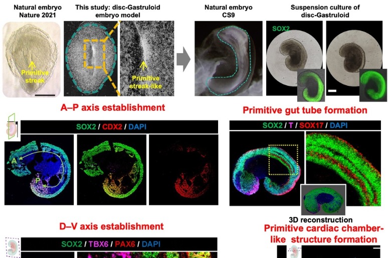 Chinese researchers develop world-first human embryo model for organ growth