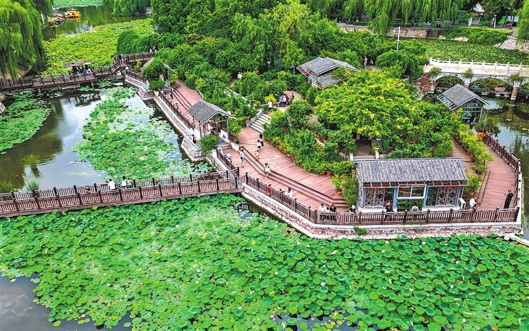 Lotus blooms draw crowds in Zhengzhou