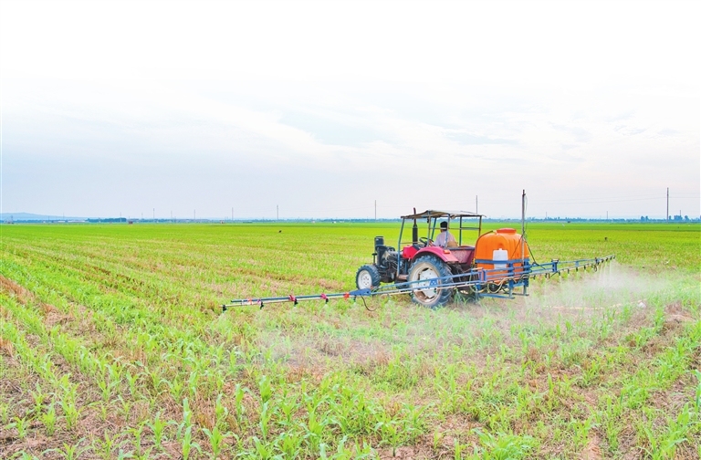 Maize care in Mengzhou