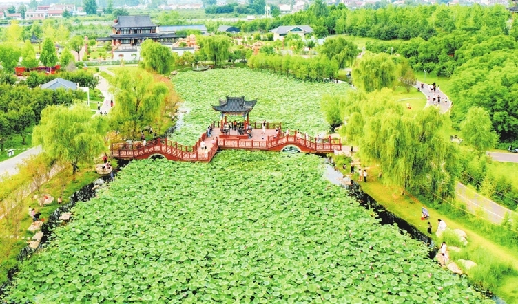 Post-rain lotus views at Yingbin Park