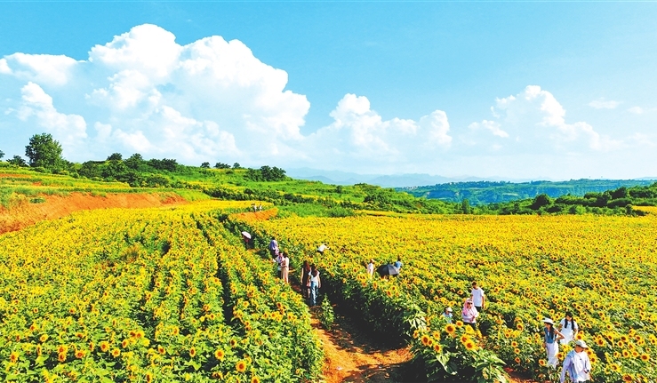 Sunflowers draw crowds to Luoyang village