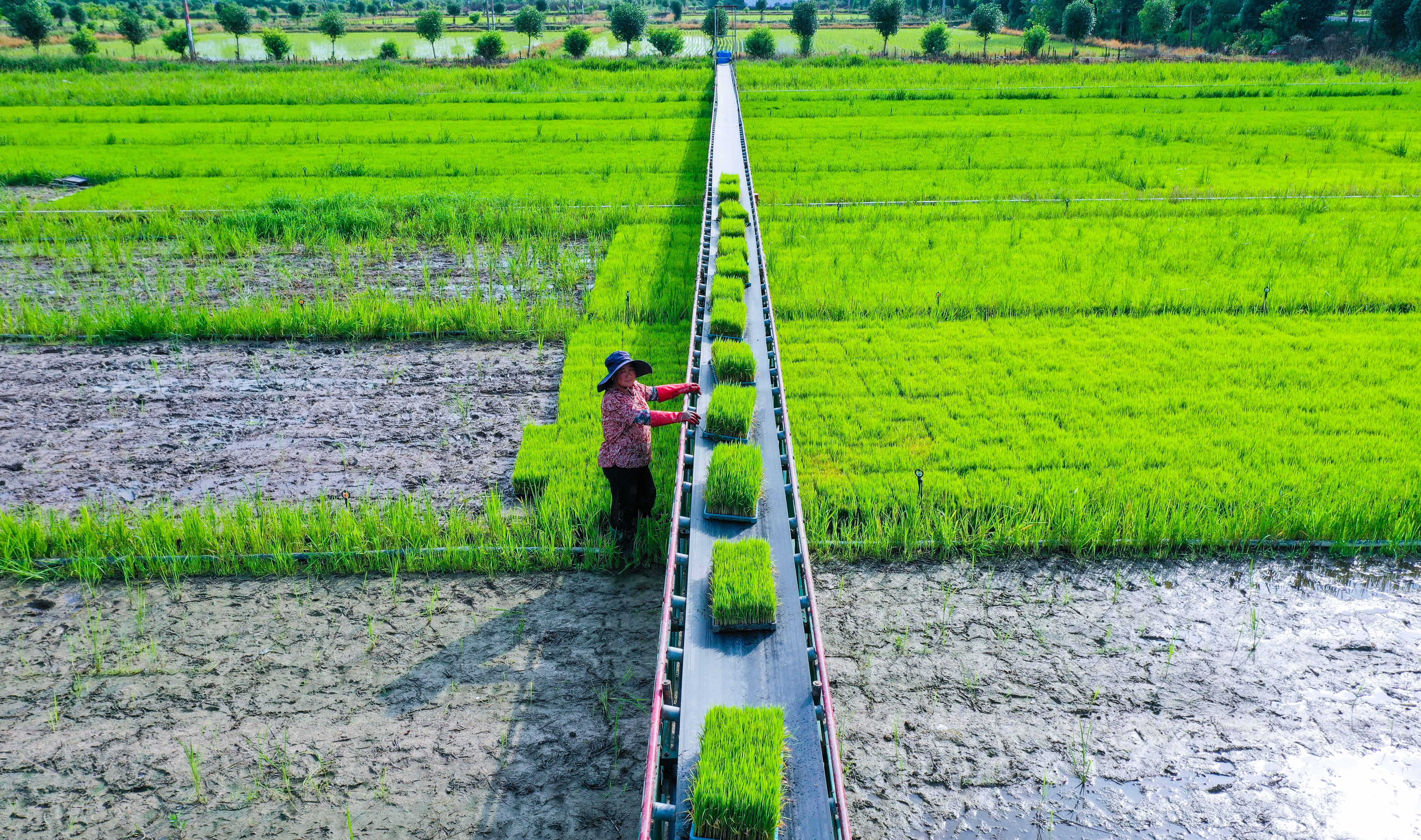 Farmers race to plant rice in Guangshan