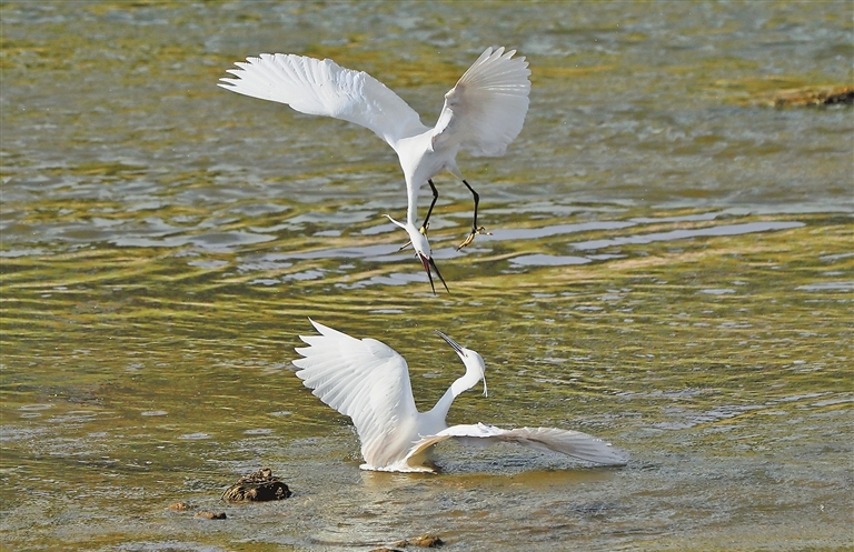 Cleaner waters draw more birds to Anyang