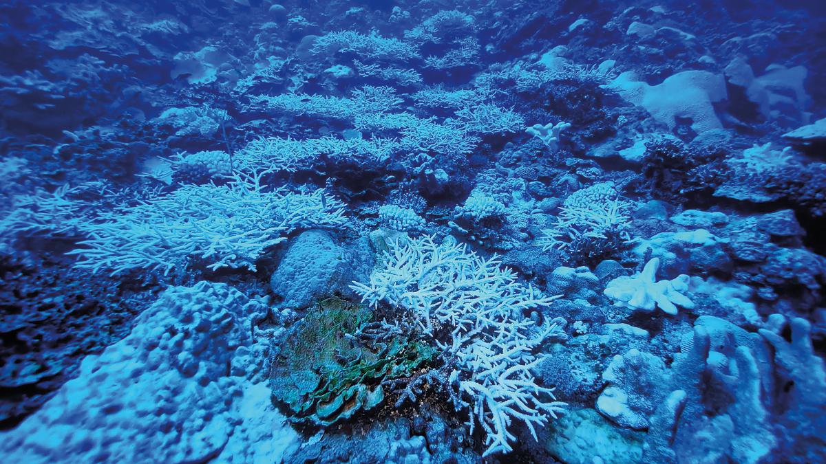 China restores marine ecosystem for underwater wildlife