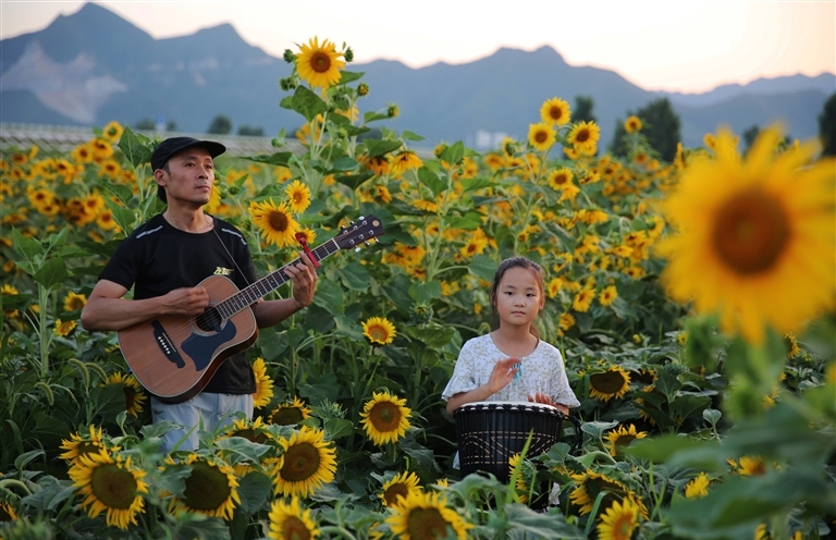 Summer sunflowers brighten Jiyuan countryside