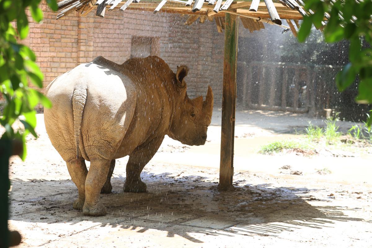 Zhengzhou Zoo serves ice, popsicles to animals amid heatwave Zhengzhou Zoo serves ice, popsicles to animals amid heatwave
