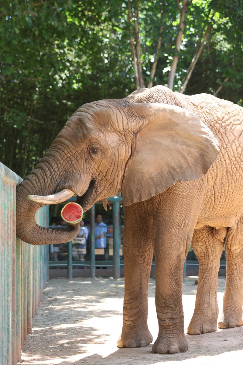 Zhengzhou Zoo serves ice, popsicles to animals amid heatwave Zhengzhou Zoo serves ice, popsicles to animals amid heatwave