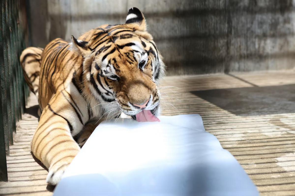 Zhengzhou Zoo serves ice, popsicles to animals amid heatwave