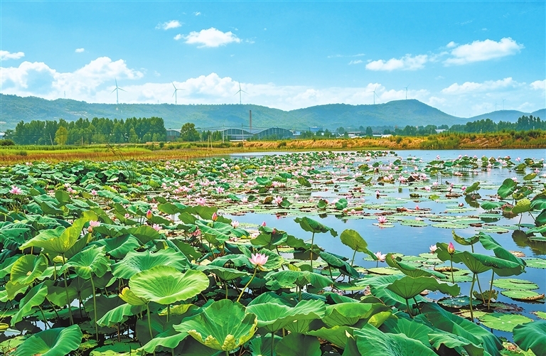 Lotus wetlands draw visitors in Pingdingshan