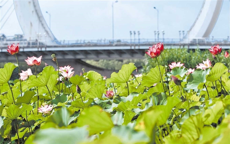 Lotus flowers in full bloom at Zhengzhou's Diehu Park