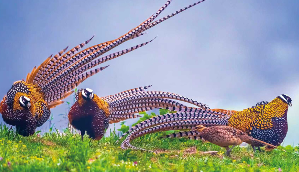 Birdwatching takes flight as nature reserve in Henan becomes haven for birds