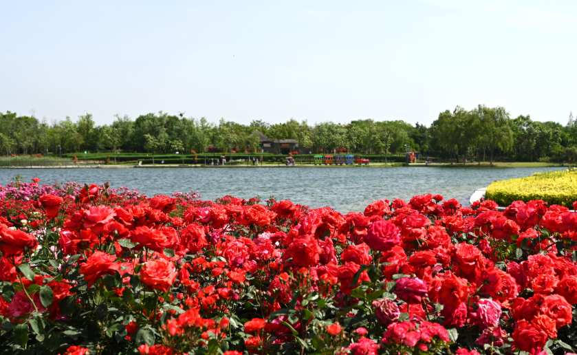 Chinese roses generate wealth in Nanyang