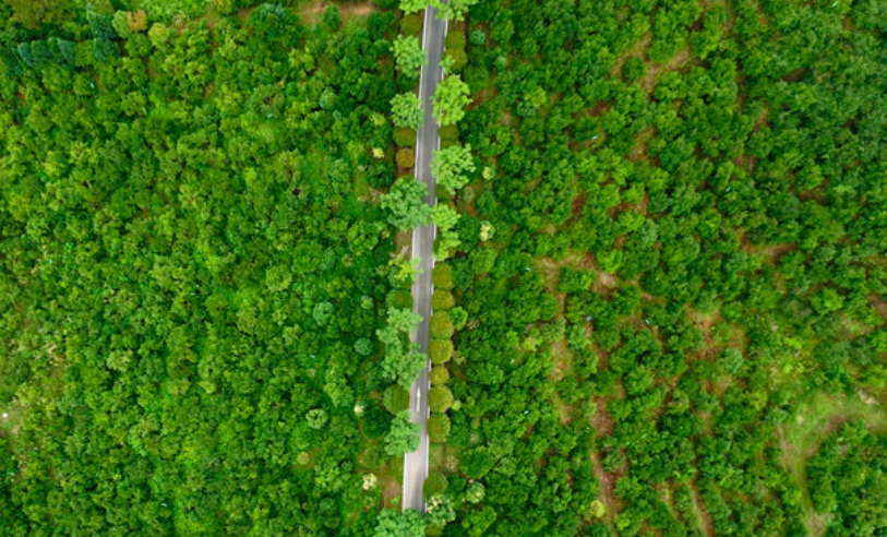 County in Henan turns camellia trees into source of wealth