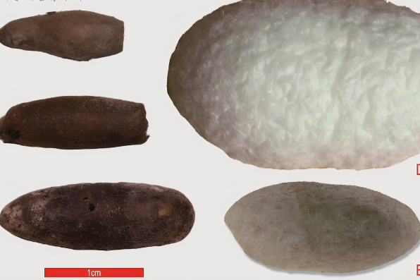 Chinese silk went westward 4,000 years ago: Study