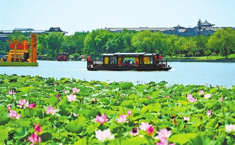Summer lotus draws visitors to Kaifeng