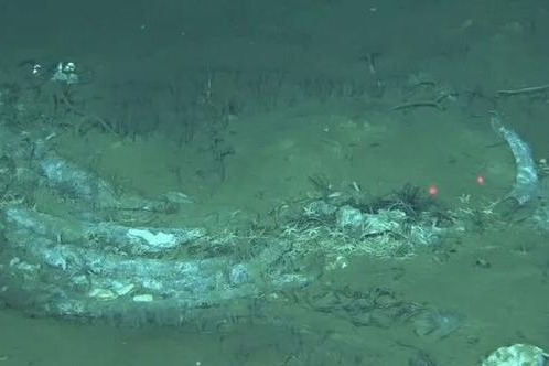 World's largest graveyard of whales found