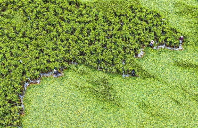 光山县开展扶稻作业