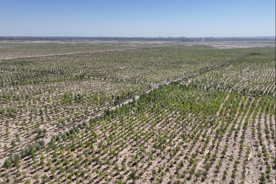 China's desertification control is making major inroads
