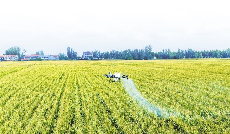 Green pest management goes high-tech in Henan