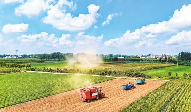Farmers harvest autumn crops in Xinye