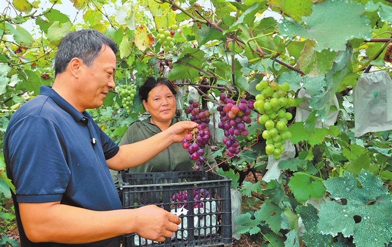 Grape harvest in Xiangcheng