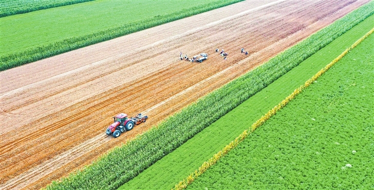 Farmers harvest medicinal herbs along Yellow River
