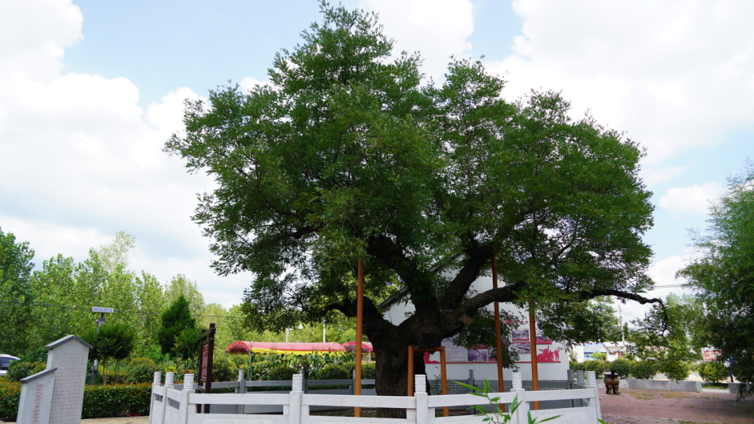 泌阳县:扎根红色沃土 古树重焕新生 泌阳县:扎根红色沃土 古树重焕新生