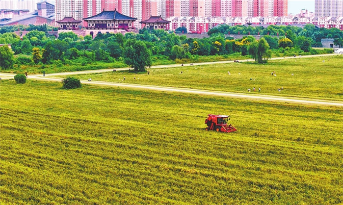 定鼎门遗址博物馆宁人坊展示区谷子迎来丰收开镰
