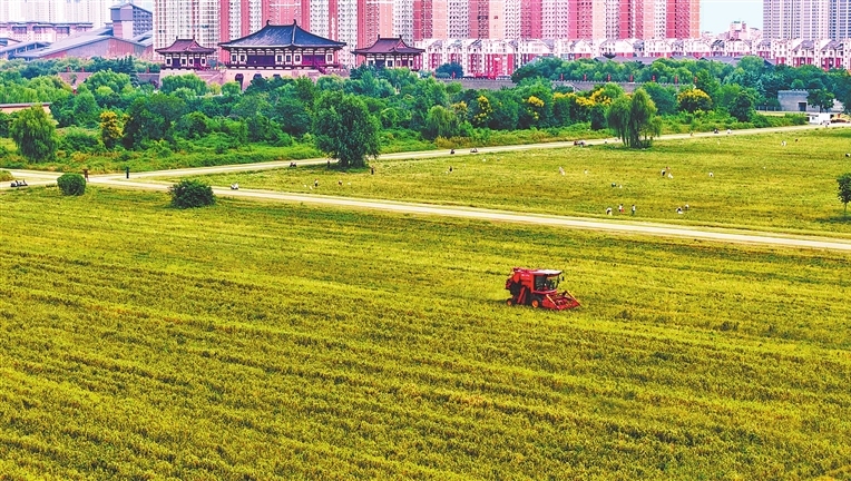 Where history meets harvest in Luoyang