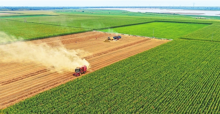 Peanut harvest underway in Yellow River beach area