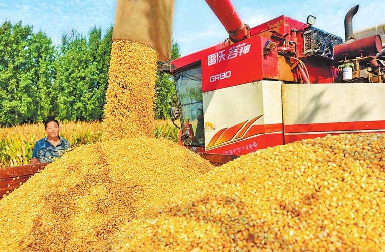 Corn harvest underway in Yanjin
