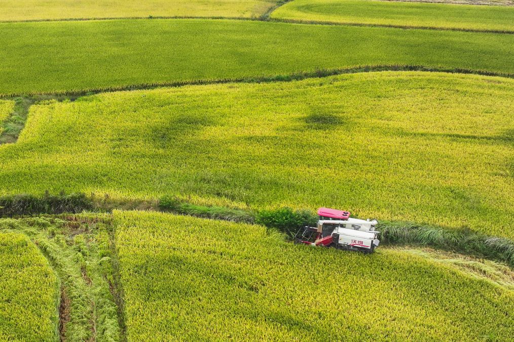 China secures bumper harvest with stable fertilizer supply, smart farming