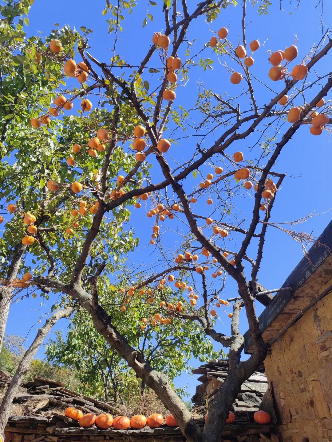 ͼƬ